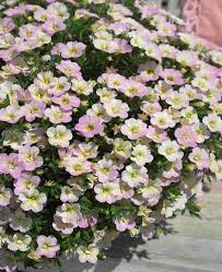 Image result for Sutera debilis