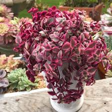 Crassula Calico Kitten Repost Mysucculentaddictionisreal Succulents Crassula Calicokitten Houseplants Trailingp Pink Succulent Plants Hanging Plants