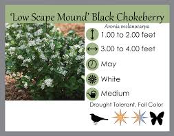 Image result for Monochoria africana