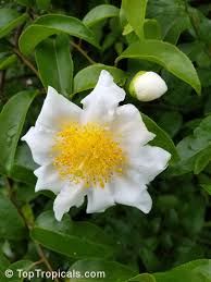 Image result for Oncoba