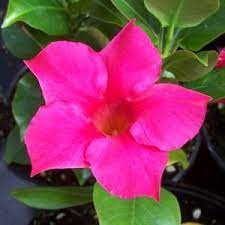 Dipladenia Rio Hot Pink Buy Mandevilla Annuals Online Plants Annual Plants How To Attract Hummingbirds