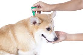 Las pulgas son unos parásitos que pueden transmitir enfermedades a mascotas y también a las personas. Como Acabar Com Pulgas No Ambiente Que O Pet Convive Petz