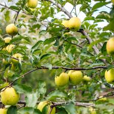 Dwarf apple trees will start bearing fruit 2 to 3 years after planting. Apple Tree Varieties Over 40 Types Of Apple Trees