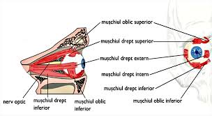 Până la urmă, au găsit răspunsul! De Ce Ni Se Zbate Pleoapa Ochiul Fiziokinetoterapeut Petre Bogdan