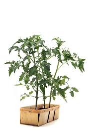 Growing fruits and vegetables indoors requires the use of full spectrum fluorescent lamps, often labeled as grow lights, plant lights. Growing Tomatoes Indoors Hgtv