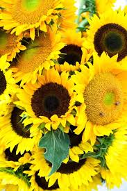 Love Sunflowers Favorite Happy Flowers Beautiful Flowers Love Flowers