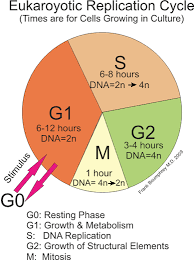 Meiosis Life Science Cell Cycle Mitosis