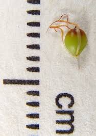 Image result for Schoenoplectus sp.no.3