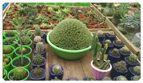 Tumbuhan ini dapat hidup pada cuaca panas di semua zona tumbuh. Green House Lezatta Wisata Kebun Bunga Payakumbuh Puncak Langkisau