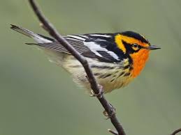 Blackburnian Warbler Identification All About Birds