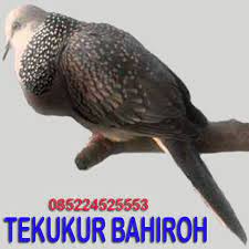 Namun hal itu tidak selalu berarti jika suhu tubuhmu lebih tinggi atau lebih rendah dari suhu normal. Tekukur Bahiroh Burung Katuranggan