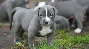 Why buy an american pit bull terrier puppy for sale if you can adopt and save a life? American Pit Bull Terrier Price Temperament Life Span