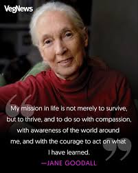 Happy birthday to the incomparable Jane Goodall! 🎂🎉 The world-renowned  primatologist, anthropologist, and conservationist is particularly known  for her pioneering work with chimpanzees. 🐒 But she has also spoken many  times about