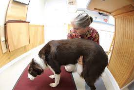 Typically, a dying dog will lie in one place without moving around very much. Family Magazine Signs That A Dog Is Dying