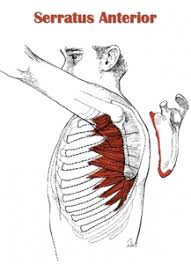 Is The Serratus Anterior Muscle Causing Your Shoulder And Neck Pain Elite Hp