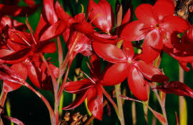 Image result for Hesperantha