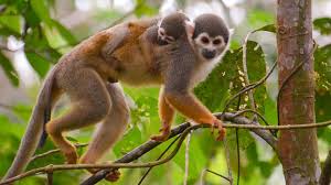 What is the highlight when you travel to ecuador? Monkeys Of Ecuador S Amazon Rainforest Happy Gringo Travel