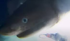 Ikan koi terbesar dan termahal di dunia! Hiu Purba Salah Satu Monster Kuno Yang Lebih Besar Dari Hiu Putih Tertangkap Kamera Di Kedalaman Laut Zona Priangan