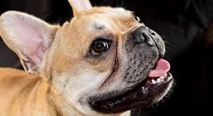 The french bulldog is a dog which doesn't require a lot of maintenance to begin with. 44d Roiubcy5m