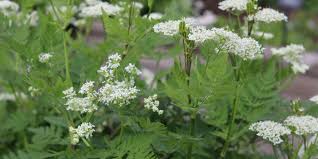 Image result for Apiaceae