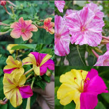 Image result for Mirabilis jalapa