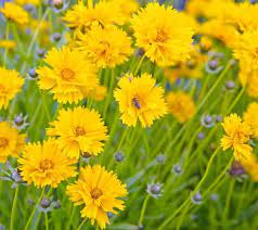 Very Floriferous Coreopsis Grandiflora Sunray Tickseed Is A Compact Perennial Forming A Mound Of Brilliant Deep G Tickseed Annual Plants Perennial Plants