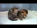 Bengal Kittens For Sale by Reputable Breeders | Pets4You