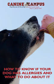 How To Know If Your Dog Has Allergies And What To Do About It Dog Allergies Your Dog Dog Food Allergies