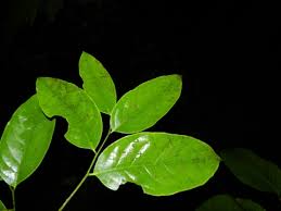 Image result for Drypetes