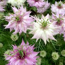Buy by the packet or in bulk. Cottage Garden Plants Pink Love In A Mist Susan Rushton