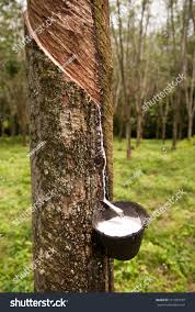 Image result for Hevea brasiliensis