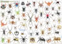 12 Australia Spider Chart Spider Chart Australia