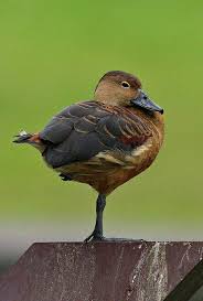 Angel Kiyoss Whistling Lesser Duck Ordekler Hayvanlar Alemi Hayvanlar