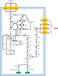 Metabolic Engineering For Improving L Tryptophan Production In Escherichia Coli Springerlink