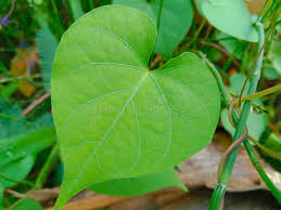 Image result for Tinospora fragosa