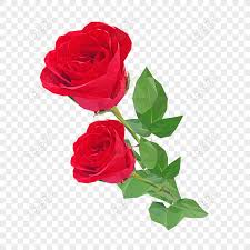 No specials at this time. Percuma Bahan Tumbuhan Bunga Mawar Merah Png Psd Gambar Muat Turun Saiz Imej1024 1024px Id833503627 Lovepik