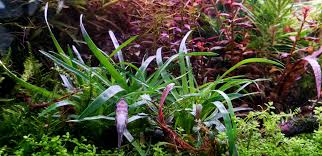 Image result for Eriocaulon inyangense
