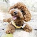 - California Poodle Rescue - ADOPTIONS - Rescue Me!