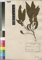 Image result for Staudtia