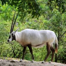 Almost all released animals occur in protected areas. Arabian Oryx Facts Diet Habitat Pictures On Animalia Bio