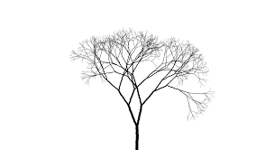 Check spelling or type a new query. Tree Line Png Hd Png Pictures Vhv Rs