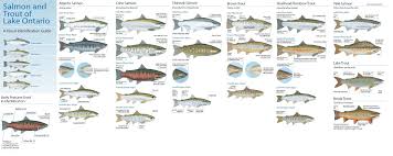 Salmon And Trout Identification Steelhead And Salmon