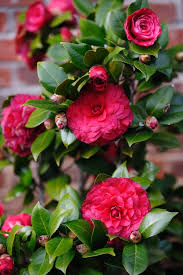 Nuccio S Bella Rossa Camellia Forum Gardenweb Camellia Flower All Flowers Beautiful Flowers