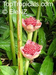 Image result for Etlingera elatior