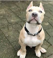 Pin On Pitbull Pups