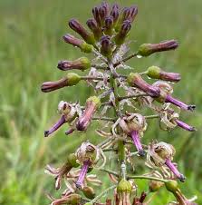 Image result for Drimia elata