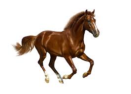 We would like to show you a description here but the site won't allow us. Caballo Fondo Blanco Busqueda De Google Horses Horse Jumping Vector Images