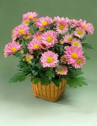 Image result for Chrysanthellum indicum