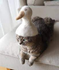 Japanese Artist Is Back With A New Collection Of Cat Hats Made From Their Own Fur Cats Cat Hat Cat Shedding