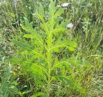 Sow Wild Natives-Compass Plant (Silphium laciniatum)